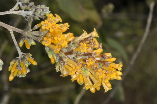 Image of Cestrum lorentzianum by (c) aacocucci, some rights reserved (CC BY)