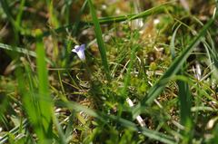 Hesperocodon hederaceus