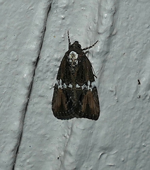 Bryolymnia semifascia
