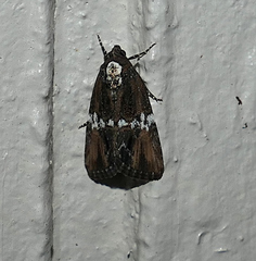 Bryolymnia semifascia