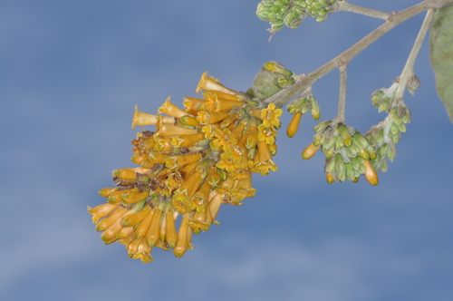 Image of Cestrum lorentzianum by (c) aacocucci, some rights reserved (CC BY)