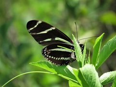 Heliconius charithonia image