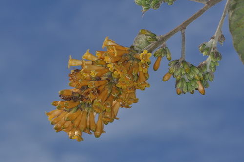 Image of Cestrum lorentzianum by (c) aacocucci, some rights reserved (CC BY)