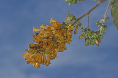 Cestrum lorentzianum