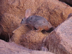 Jameson's Red Rock Hare photo 4