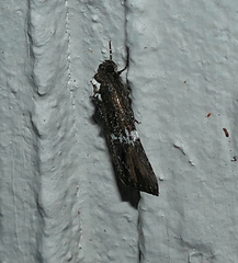 Bryolymnia semifascia