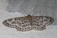 Percnia suffusa