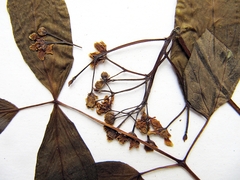 Caulophyllum robustum