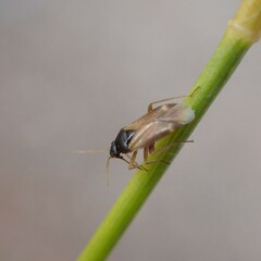 Plesiodema pinetella