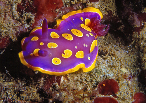 Felimida luteorosea