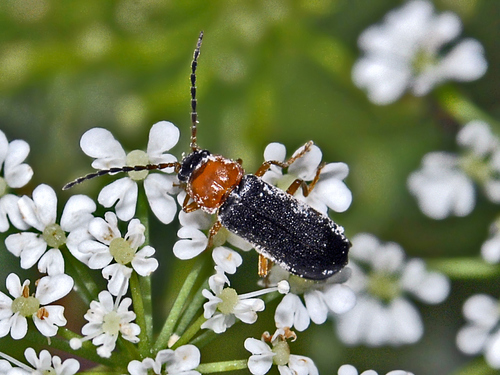 Cratosilis denticollis