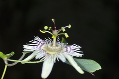 Passiflora urnifolia