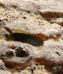 Omobranchus anolius