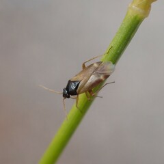 Plesiodema pinetella