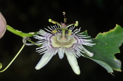Passiflora urnifolia