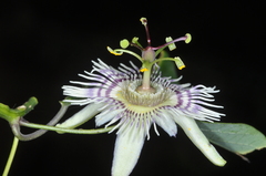 Passiflora urnifolia