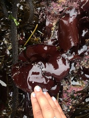 Constantinea simplex