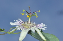 Passiflora urnifolia