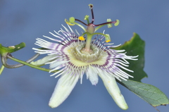 Passiflora urnifolia