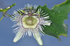 Passiflora urnifolia