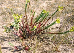 Euphorbia paralias