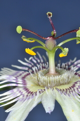Passiflora urnifolia