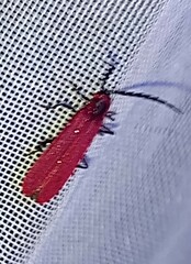 Dictyoptera