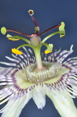 Passiflora urnifolia