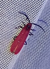 Dictyoptera