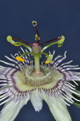 Passiflora urnifolia