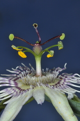 Passiflora urnifolia