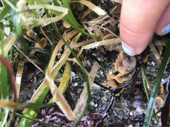 Primavelans insculpta