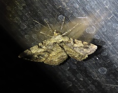 Psilalcis pulveraria