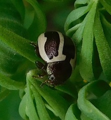 Zygogramma suturalis