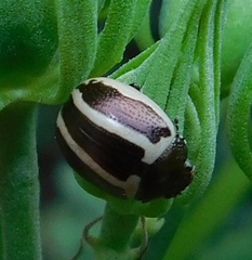 Zygogramma suturalis