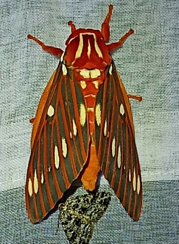 Citheronia azteca image