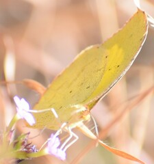 Eurema brigitta rubella