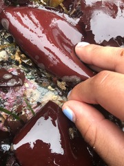 Constantinea simplex