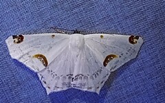 Sericoptera mahometaria