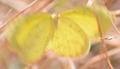 Eurema brigitta rubella