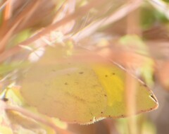 Eurema brigitta rubella