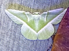 Dichorda illustraria