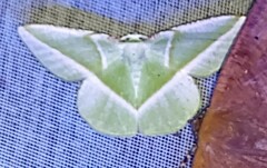 Dichorda illustraria