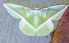 Dichorda illustraria