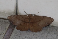 Chorodna ochreimacula