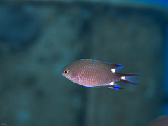 Chromis trialpha