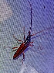 Disteniidae