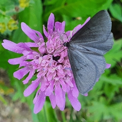 Crocota peletieraria