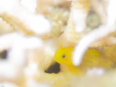 Paragobiodon xanthosoma