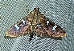 Desmia deploralis
